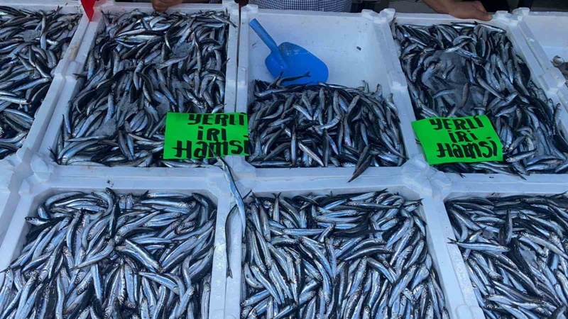 Zonguldak'ta balık tezgahlarında hamsinin